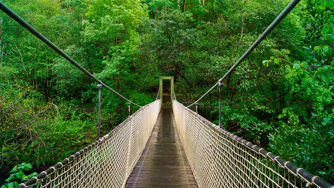 Puente colgante de las Fragas do Eume cruzando el río en el bosque atlántico